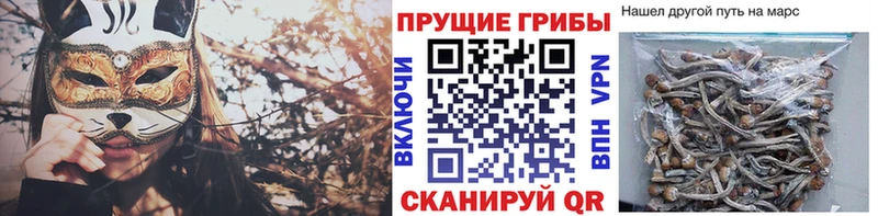mega tor Малмыж Псилоцибиновые грибы мицелий